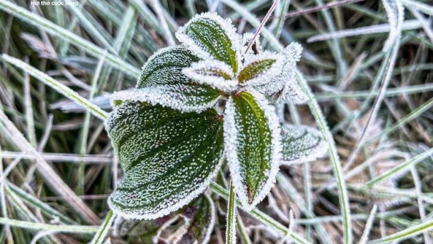 Early frost blankets Y Ty commune, creating magical forest views
