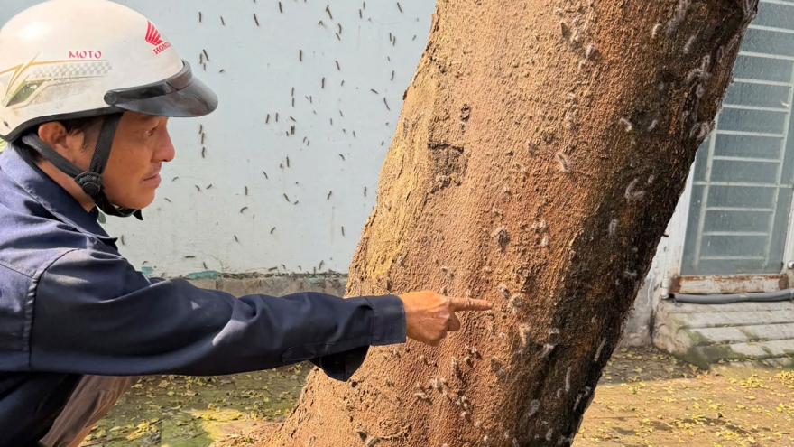 Sâu róm bò lúc nhúc trong khu dân cư ở TP.HCM