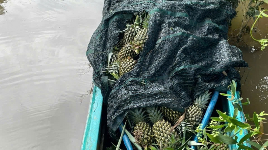 Khởi tố 4 nghi phạm trộm trái khóm và vỏ lãi của dân