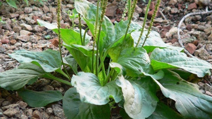 Cây thuốc quý không trồng cũng mọc tua tủa khắp vườn