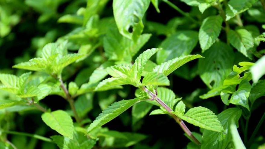 "Nữ hoàng giải nhiệt" được lùng mua với giá rẻ