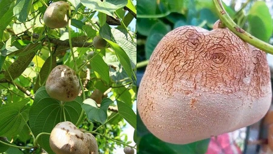 Khoai trời được nhiều thực khách tìm mua vì bổ dưỡng