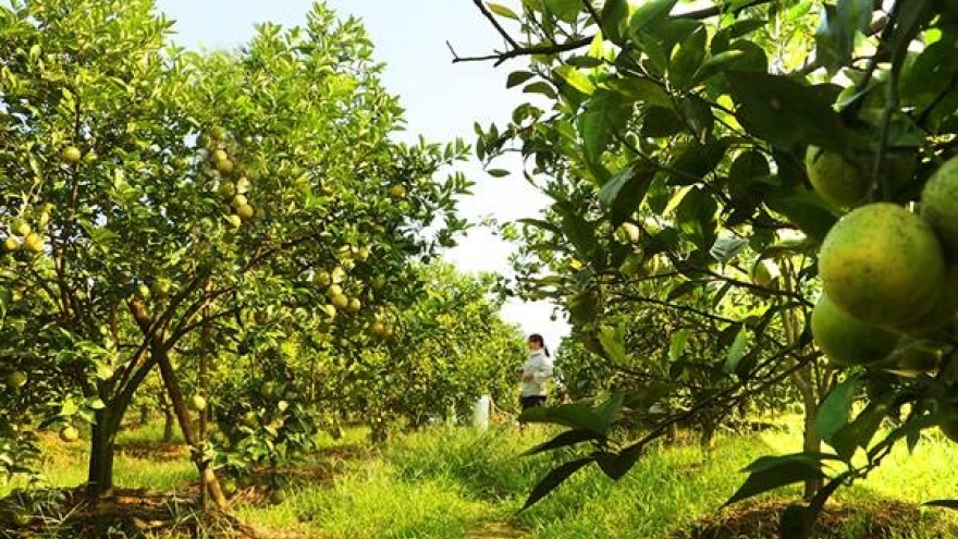 Không chỉ nhãn lồng, Hưng Yên có sản lượng cam ước đạt khoảng 38.000 tấn quả