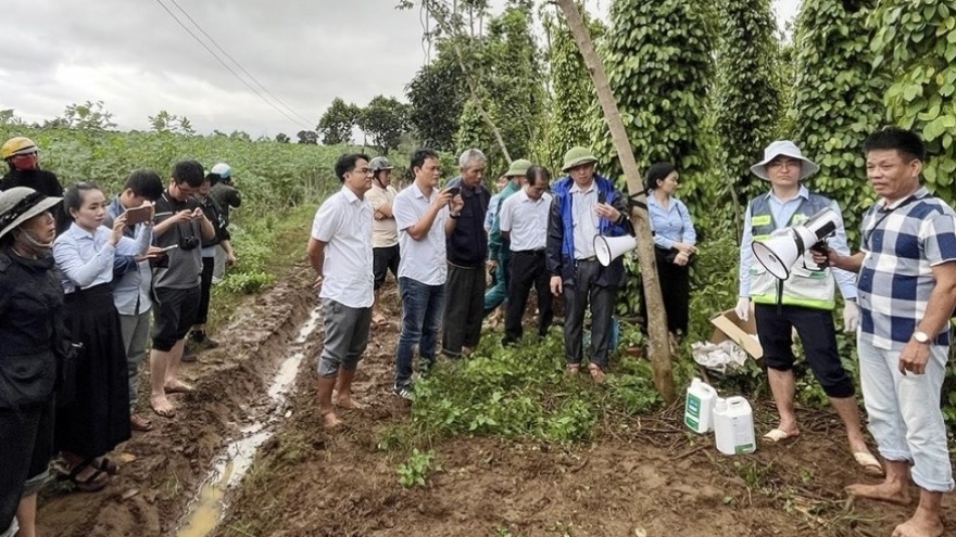 Đắk Lắk triển khai khôi phục sản xuất nông nghiệp sau bão lũ