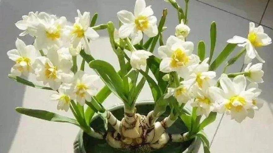 Bốn loại "hoa xui xẻo" nhưng nhiều người vẫn bỏ tiền mua