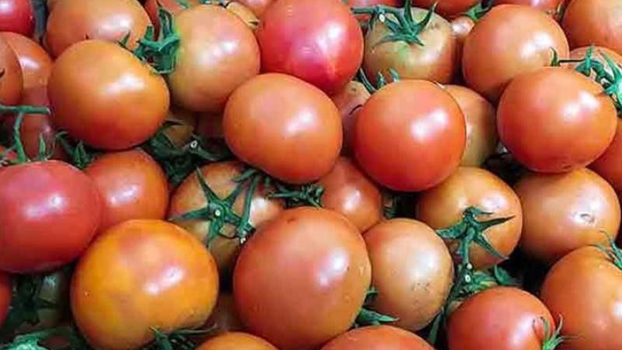 Vì sao giá cà chua tăng “sốc”, gấp mấy lần bình thường?