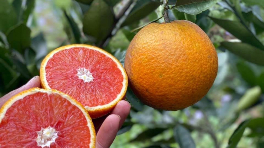 Loại quả “đắt đỏ nhất thế giới” trồng thành công ở Việt Nam, giá 120.000 đồng/kg