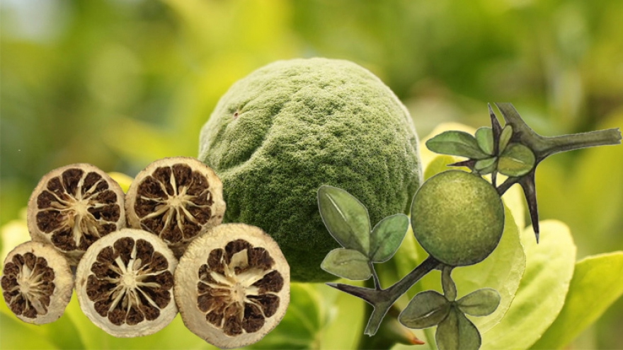 Săn lùng loại quả chim chóc chê về làm vị thuốc quý