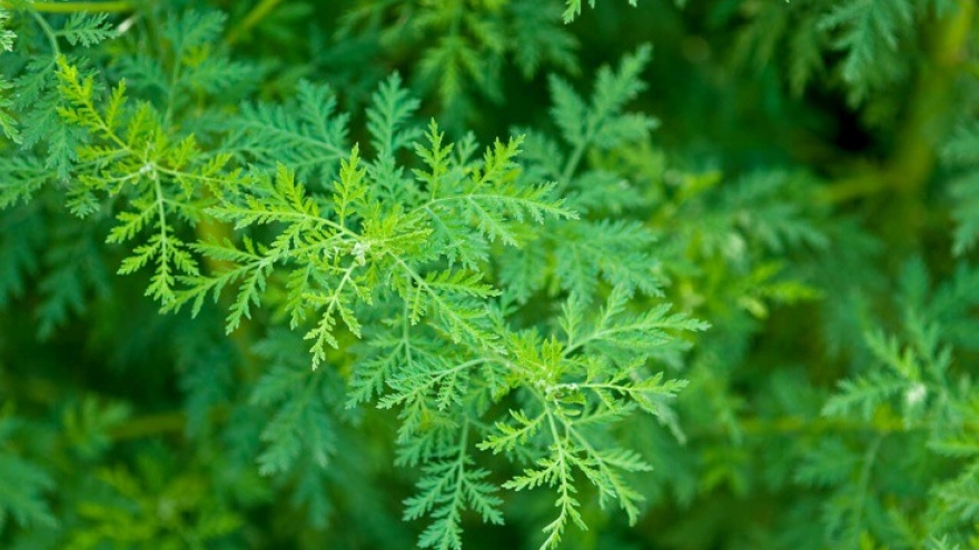 Loại cỏ “hôi hám” ở quê thành dược liệu quý, giá đắt đỏ