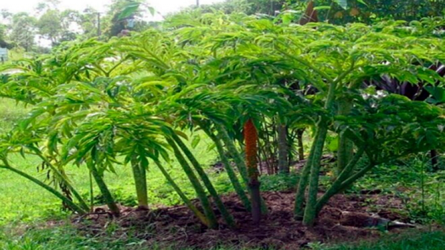 Chột nưa - cây dại họ nhà khoai lên đời thành đặc sản