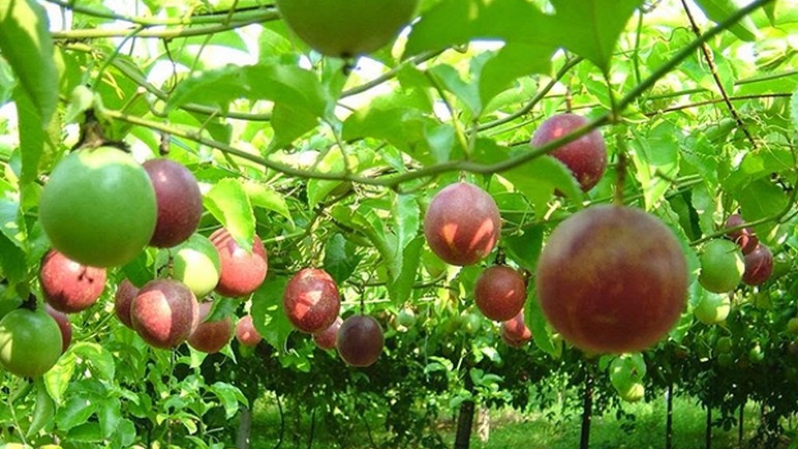 Passion fruit exports hit new highs after years of rapid growth