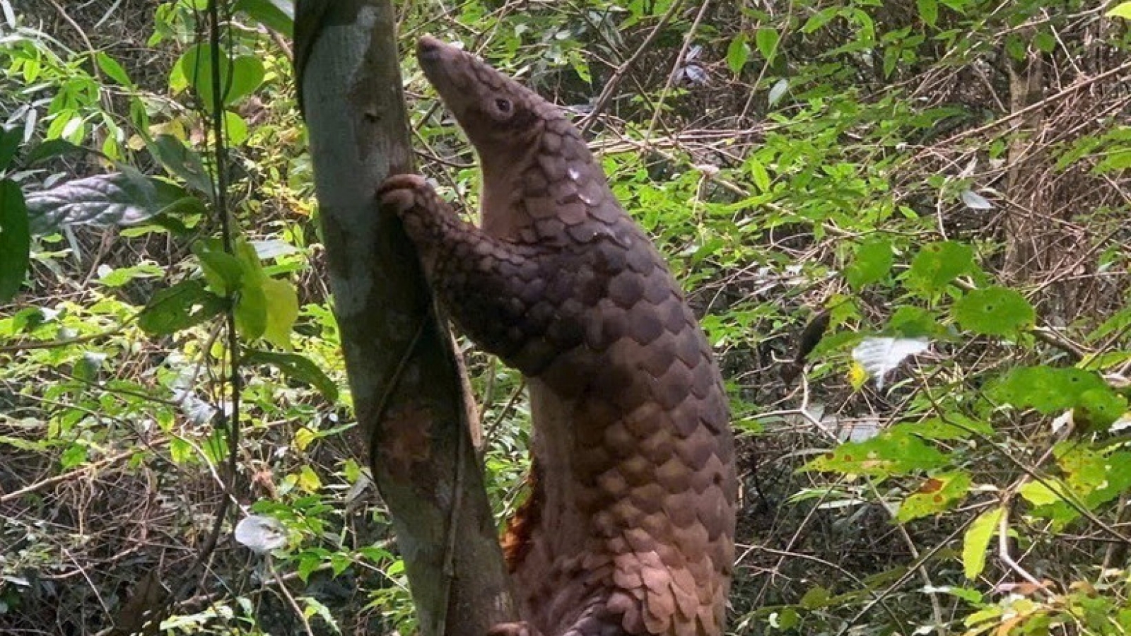 Quang Ngai releases rare pangolin back into nature
