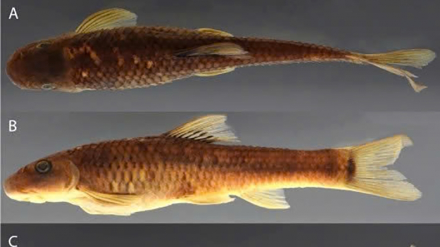 Vietnamese fish and bee named among 70 new species identified in 2025