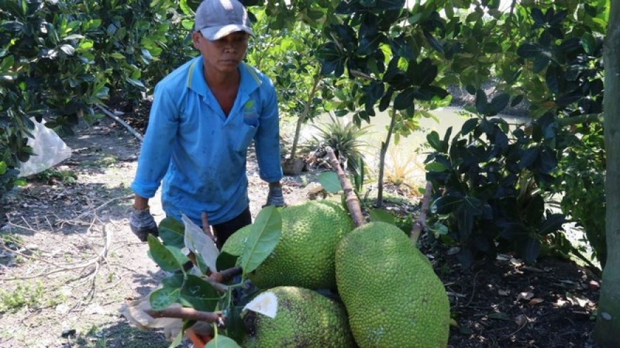 China to allow import of Vietnamese fresh jackfruits from June 1, 2026