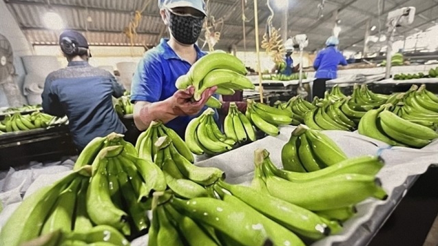 Vietnam targets US$1 billion in banana exports