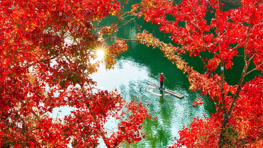 Artificial lake in Vietnam mirrors a European autumn as sweetgum leaves turn