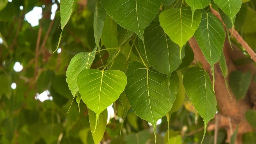 Cây bồ đề không chỉ là biểu tượng tâm linh mà còn là vị thuốc quý