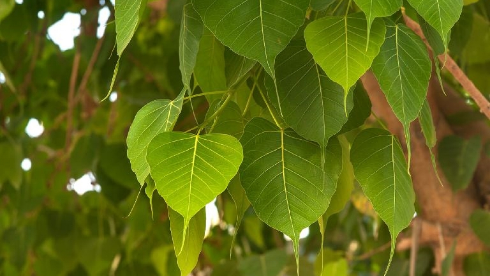 Cây bồ đề không chỉ là biểu tượng tâm linh mà còn là vị thuốc quý