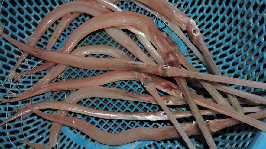 Thương lái săn lùng loài cá quý hiếm có gai trên lưng ở miền Trung