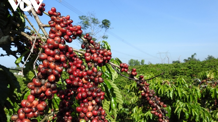 Giá cà phê hôm nay 15/12: Cà phê trong nước cao nhất 99.500 đồng/kg