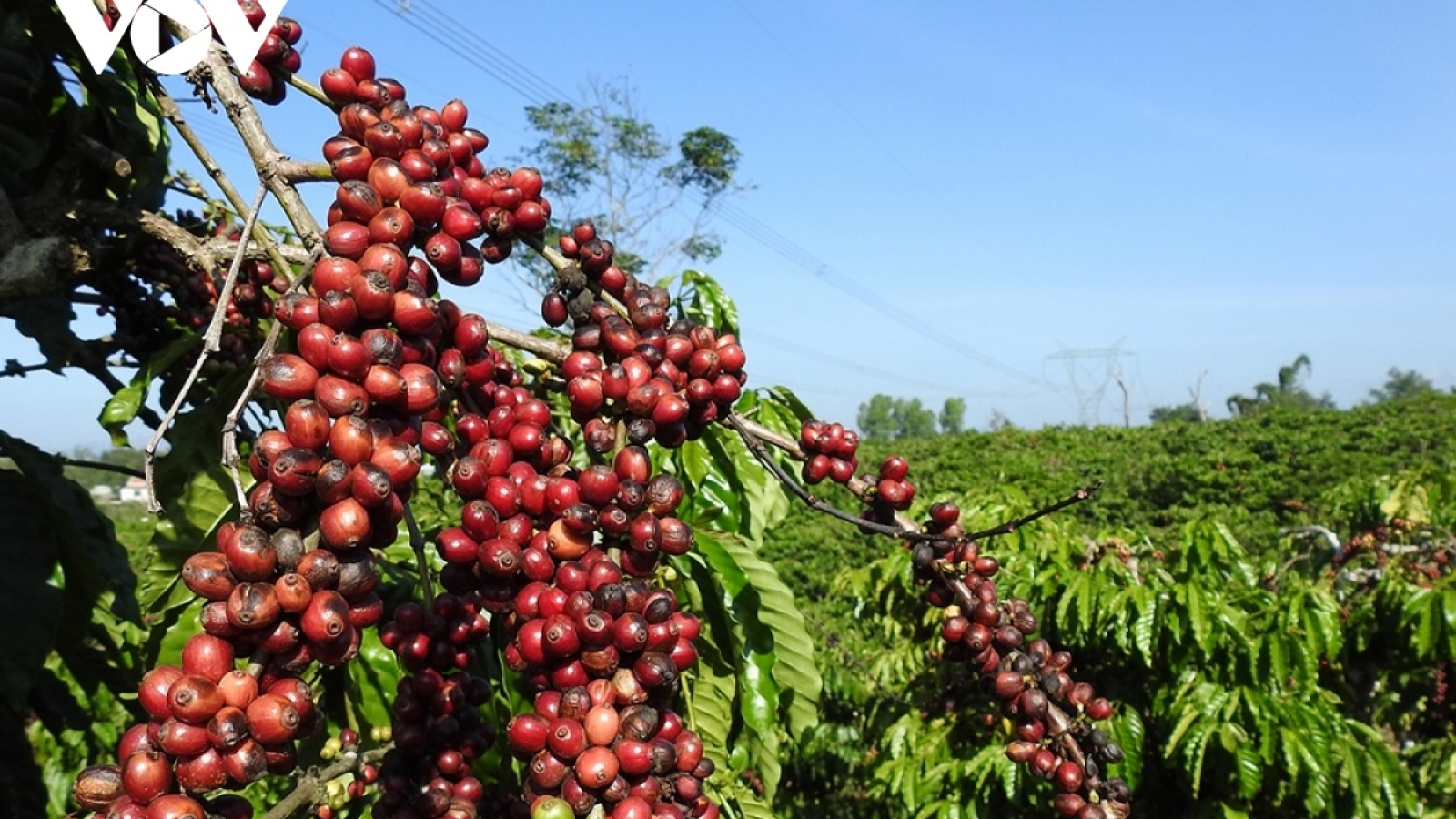 Giá cà phê hôm nay 15/12: Cà phê trong nước cao nhất 99.500 đồng/kg