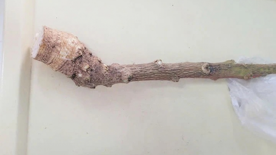 Đau bụng dữ dội, nôn, khó thở khi dùng cây lạ chữa bệnh theo lời truyền miệng