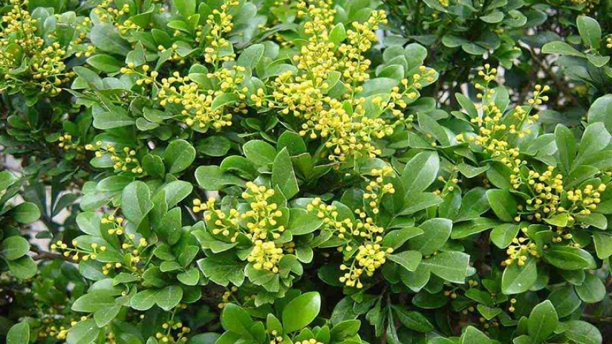 Từ sân vườn đến bài thuốc dân gian: Công dụng bất ngờ của cây ngâu