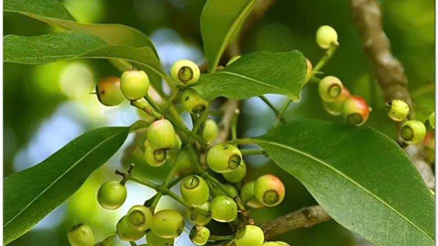 Nước lá vối: Không phải ai cũng nên uống thường xuyên