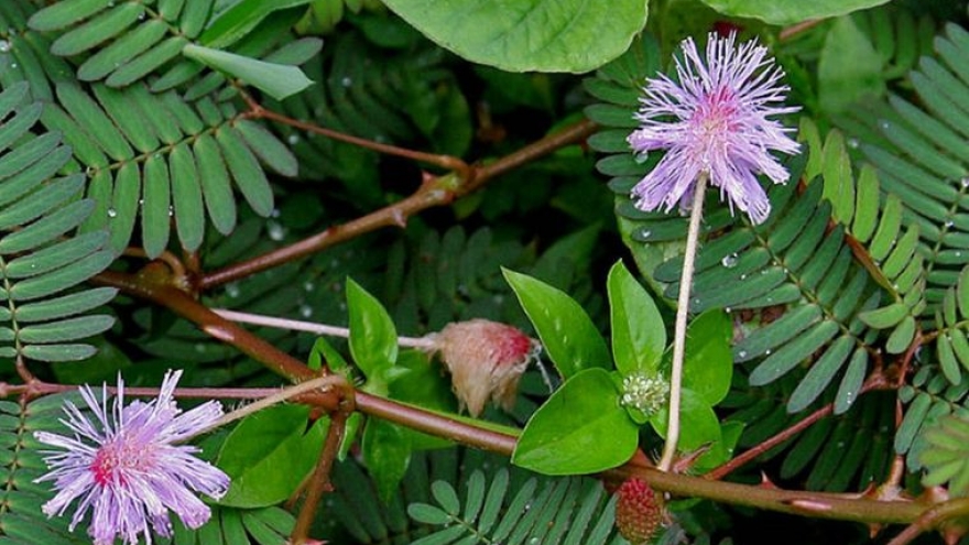 Cây xấu hổ: Dược liệu mọc hoang nhưng là vị thuốc quen thuộc