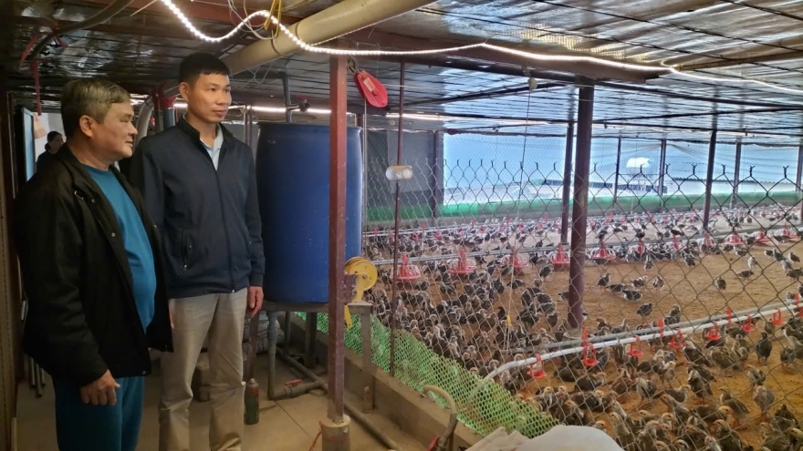 Hiệu quả từ việc sử dụng chế phẩm sinh học trong chăn nuôi gà ở Thái Nguyên