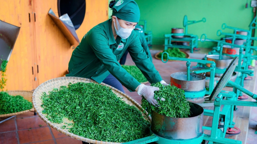 Sẵn sàng ngày hội trên xứ trà cổ Tân Cương, Thái Nguyên