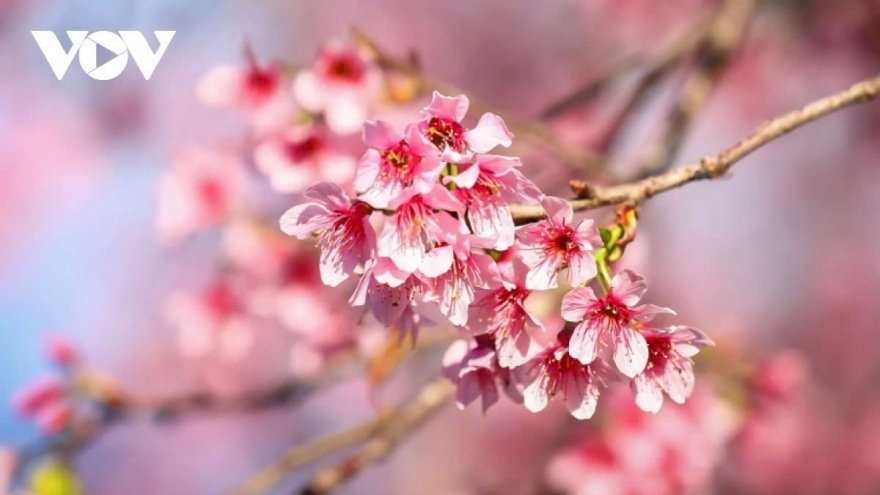 First cherry blossom festival brings highland culture to Tuyen Quang