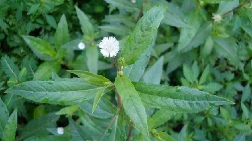 "Thảo dược quý" thường mọc dại ven đường lại có công dụng đáng kinh ngạc