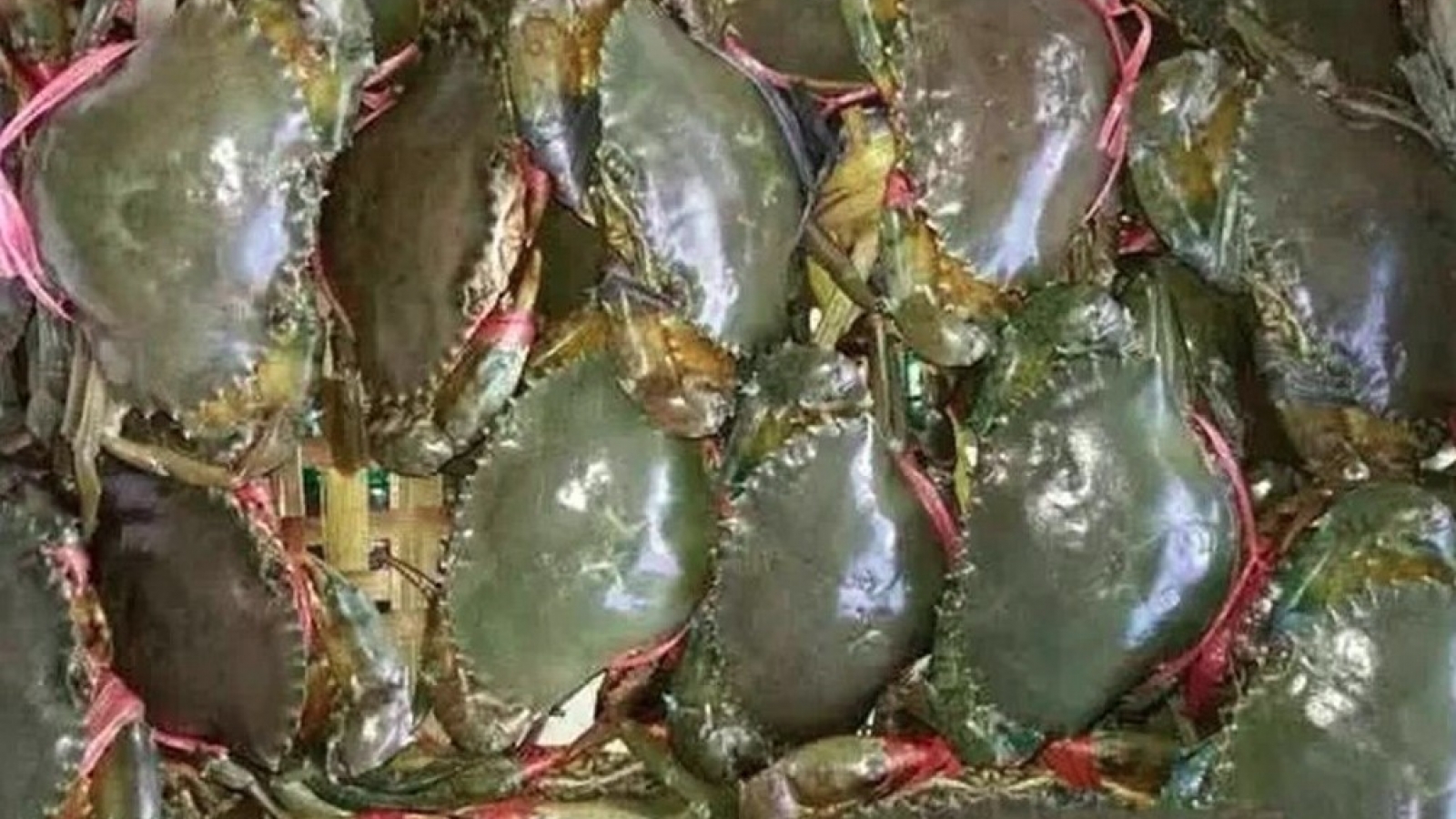 Crab exports forecast to sustain growth in 2026