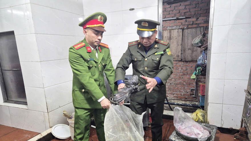 Bắc Ninh thu giữ hơn 100 cá thể chim hoang dã tại một nhà hàng