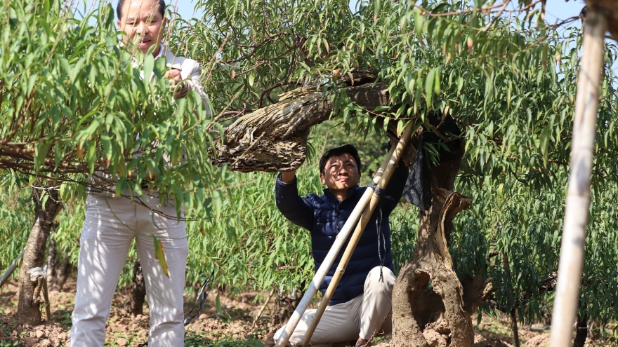 Thuê đào, quất chơi Tết: Sở hữu cây cảnh 'hạng sang' với chi phí bình dân