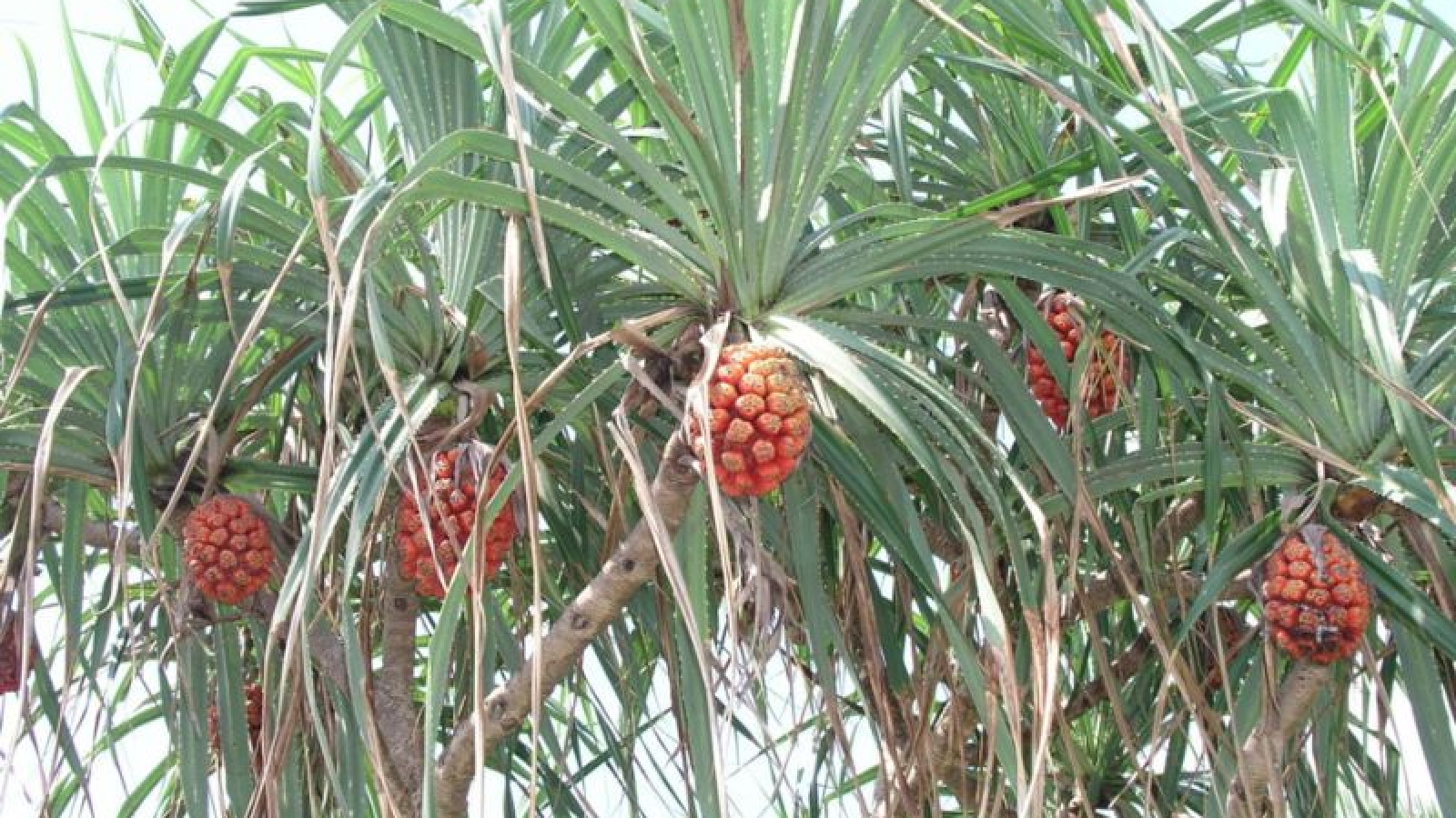 Dứa dại: Loại quả mọc hoang được dân gian tin dùng để hỗ trợ tán sỏi thận