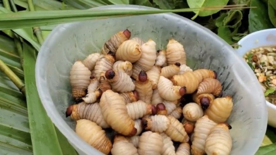 Ăn đuông dừa có thực sự tốt cho sức khỏe? Sự thật ít người biết