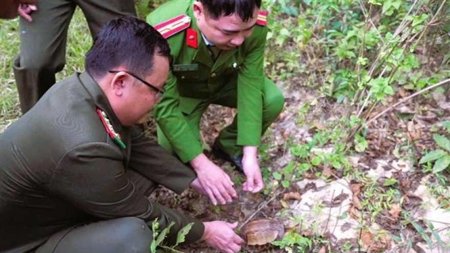 Nghe An: Endangered Indochinese box turtle released back into nature