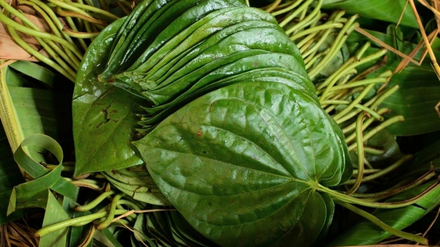 Dược liệu quý cho sức khỏe, không cần chăm vẫn mọc đầy vườn lại ít người biết