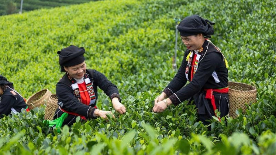 Chương trình Lễ hội "Thái Nguyên - Hương sắc danh trà" 2025