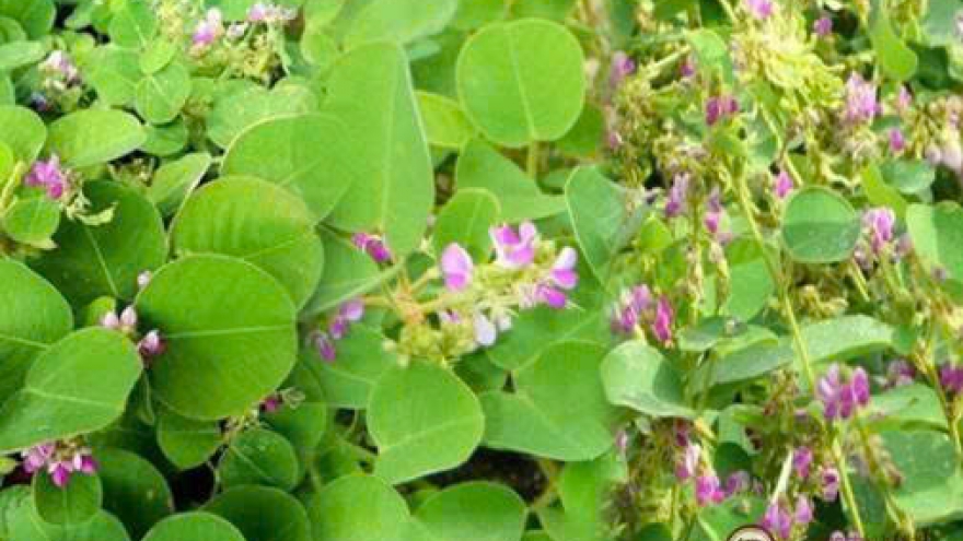 Thuốc nam trị sỏi thận có hiệu quả không?