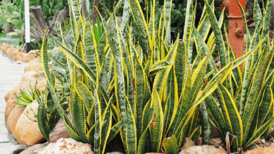 Lợi ích sức khỏe ít biết của cây lưỡi hổ