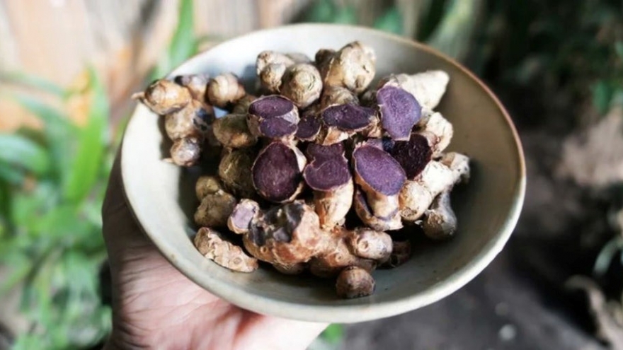 Loại củ gia vị tưởng lạ lại có nhiều ở Việt Nam, siêu dưỡng gan, tốt cho hô hấp