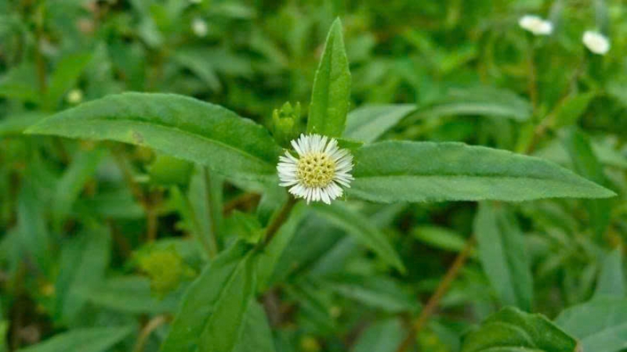 Nhọ nồi: Vì sao được dân gian tin dùng trong chữa bệnh?