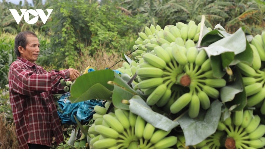 Chuối Việt vẫn "mắc kẹt" vì bệnh héo vàng trên hành trình chạm mốc tỉ USD