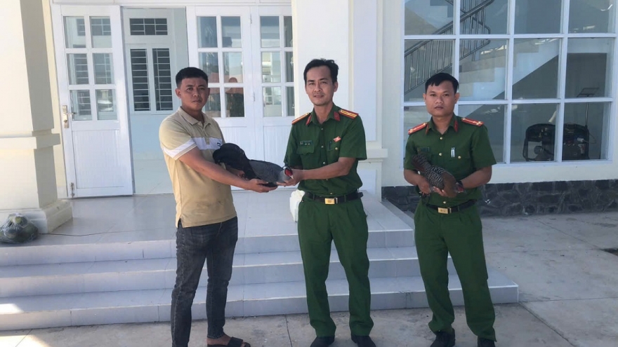 Người dân giao nộp 2 cá thể gà lôi quý hiếm ở Lâm Đồng