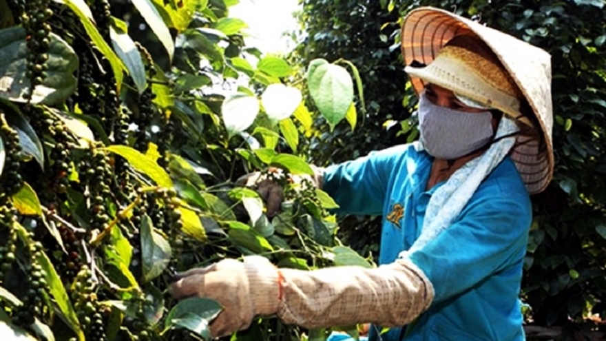 Pepper exports surge over 24% to US$1.5 billion in 11 months