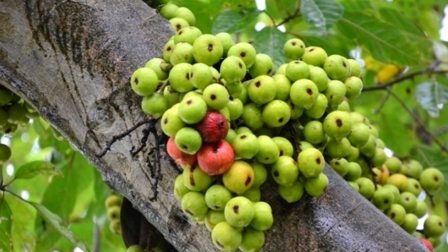 Loại quả thường rụng đầy gốc không ai ngó, là "thần dược" giúp sống khỏe thọ lâu