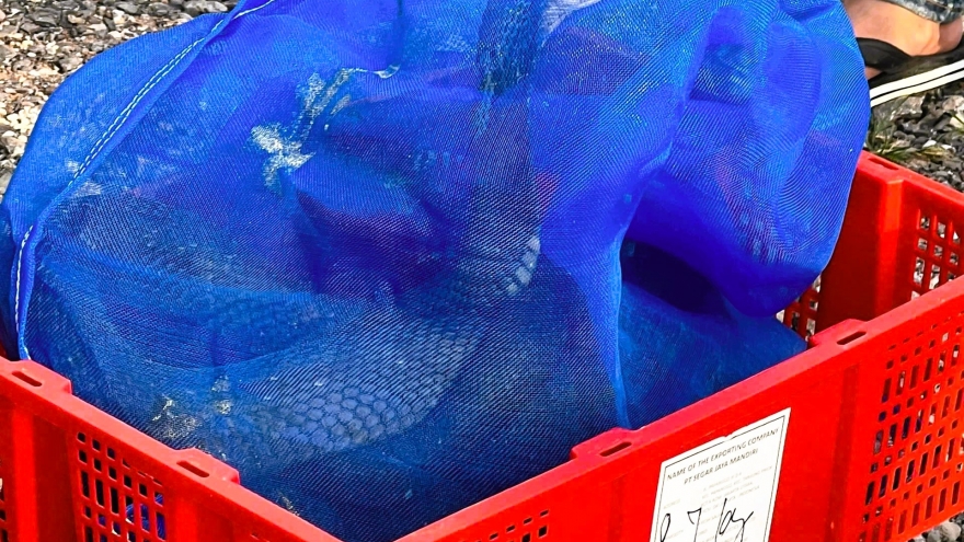 Phát hiện xe khách vận chuyển gần 1 tấn rắn hổ mang